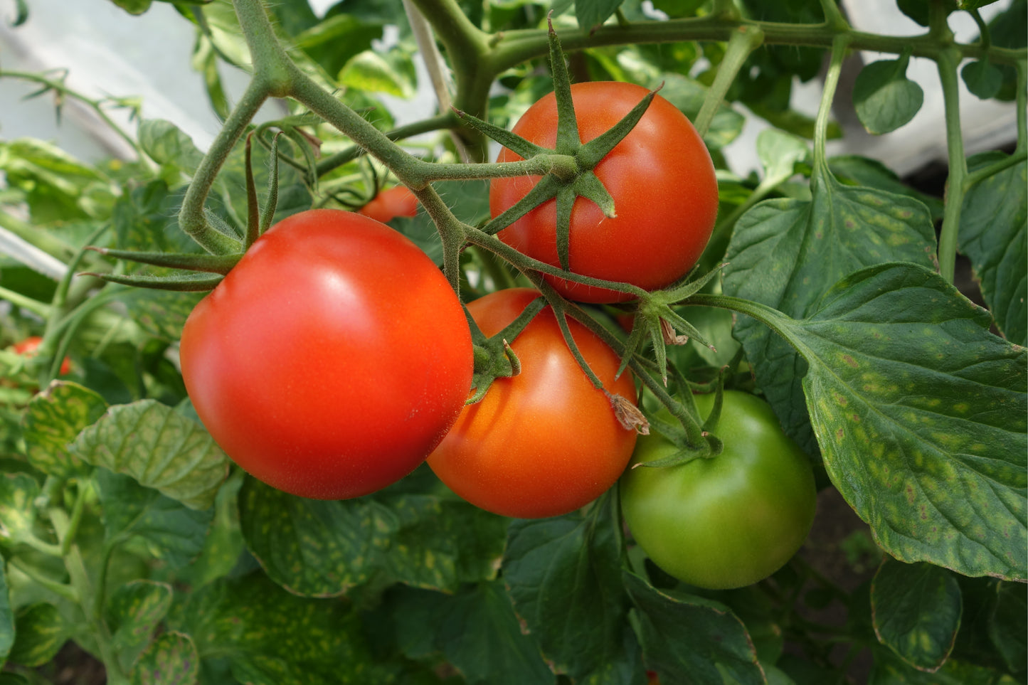 Tomato 'Shirley' - 5 x Large Plants in Pots