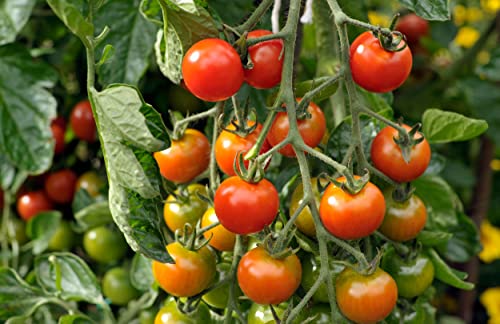 Tomato Plants - 'Sweet Million' - 3 x Full Plants in 9cm Pots