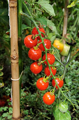 Tomato Plants - 'Sweet Million' - 3 x Full Plants in 9cm Pots