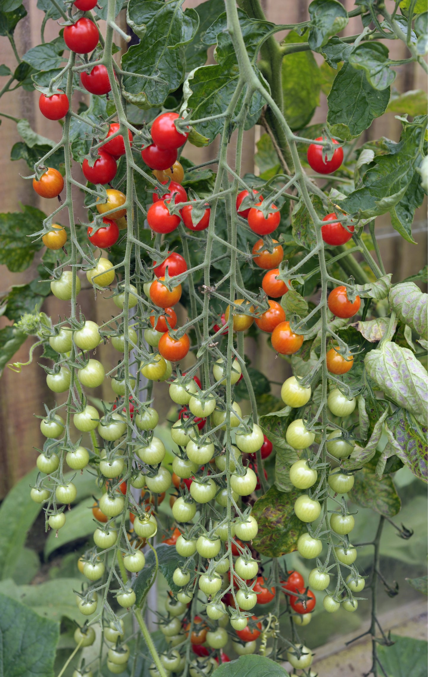 Tomato Plants - 'Sweet Million' - 6 x Plug Plant Pack