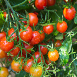 Tomato Plants - 'Tumbler' - 3 x Full Plants in Pots