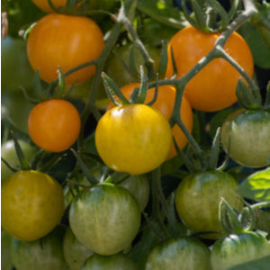 Tomato Plants - 'Tumbling Tom Yellow' - 3 x Plug Plant Pack