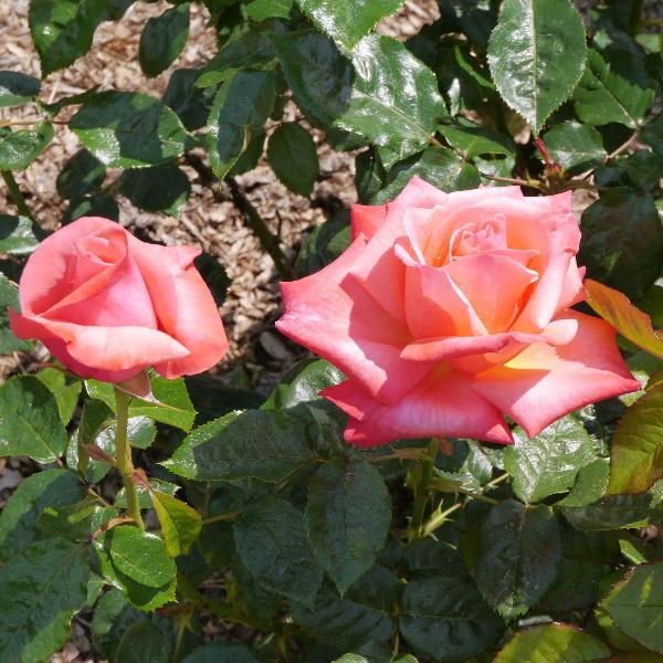 Acqua Garden Flowers Rose 'Silver Jubilee'