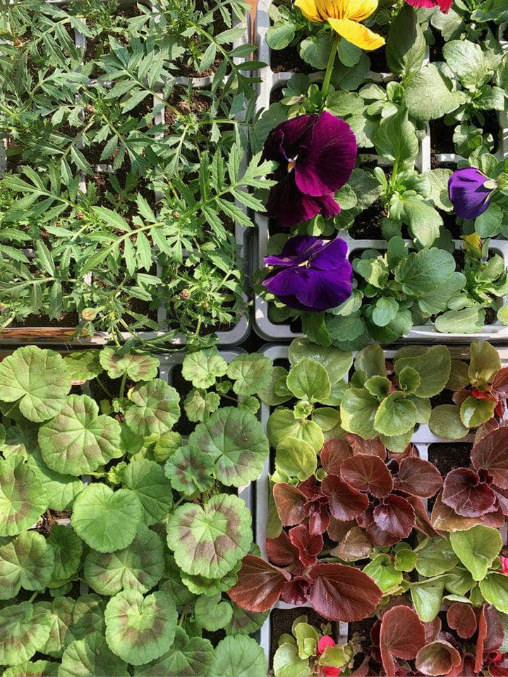 Acqua Garden Subscription Flower Garden Subscription