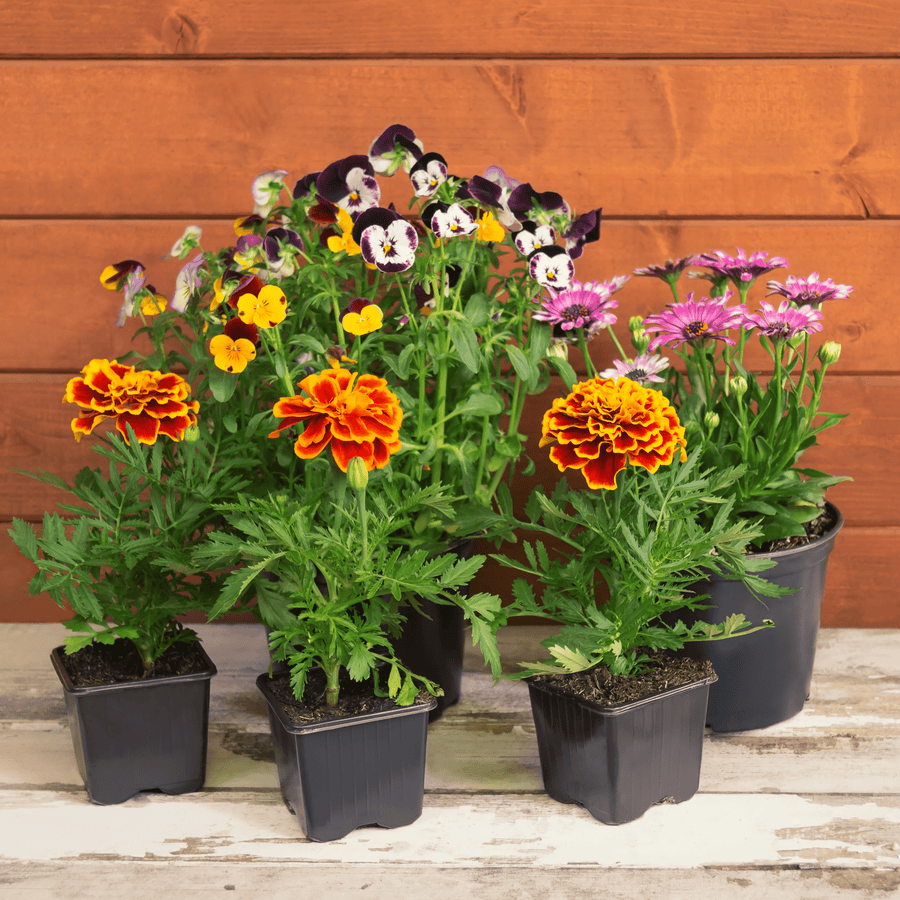 Acqua Garden Subscription Flower Garden Subscription