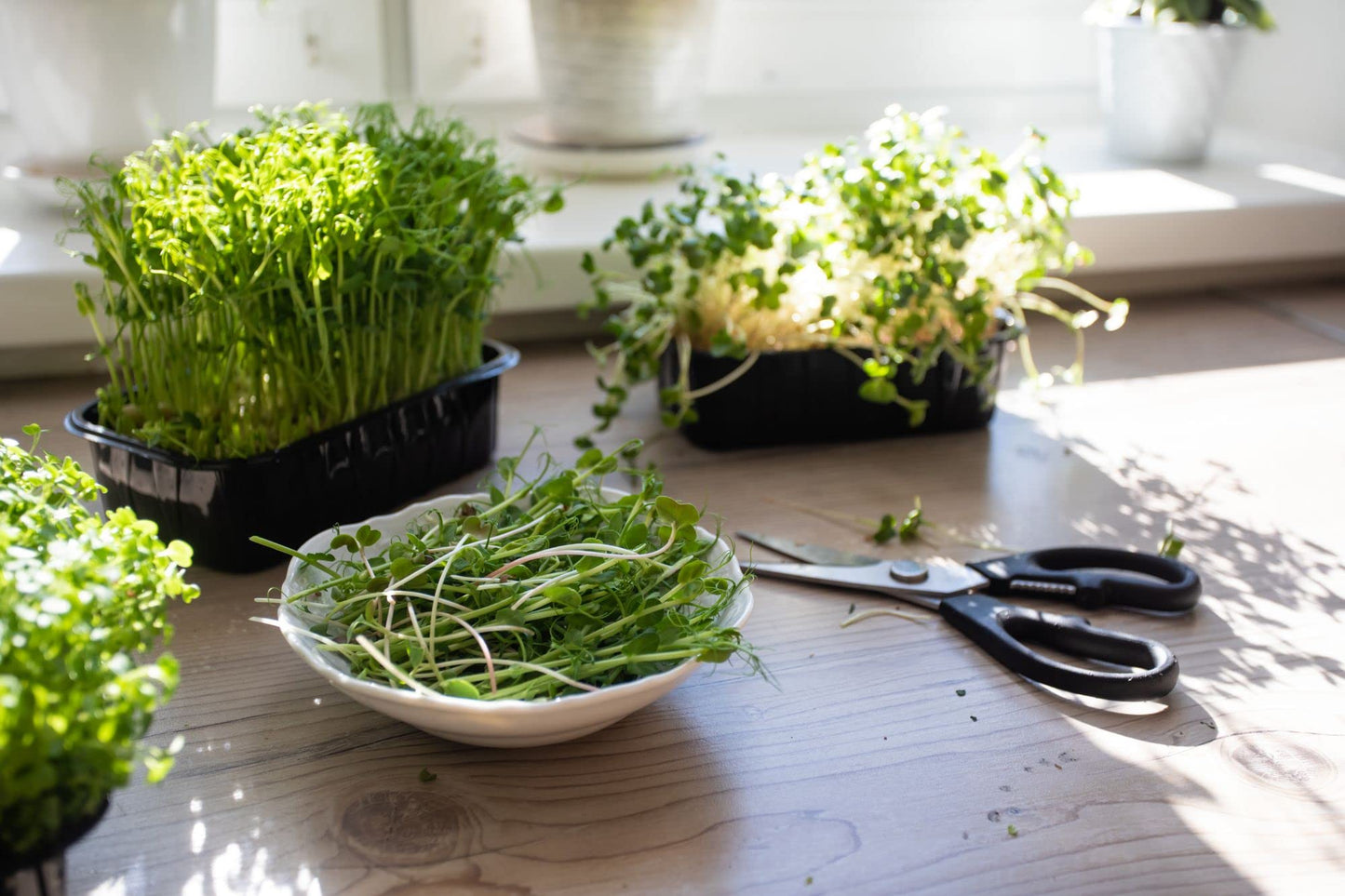 Acqua Smart Garden 1.0 - Complete Grow Your Own Package - AcquaGarden