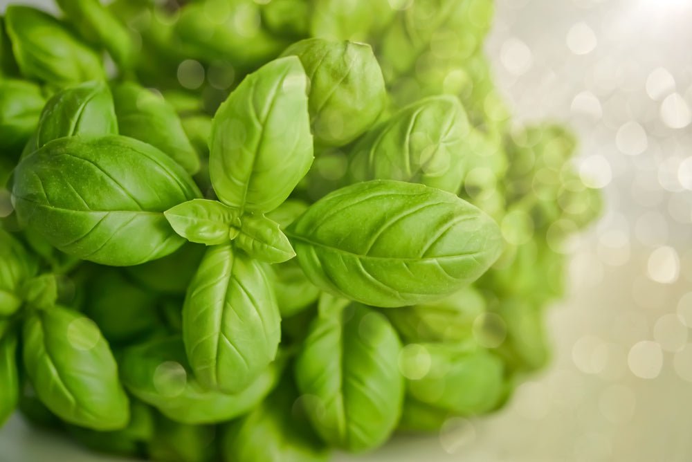 Basil 'Sweet Genovese' - 12 x Seed Pack - AcquaGarden