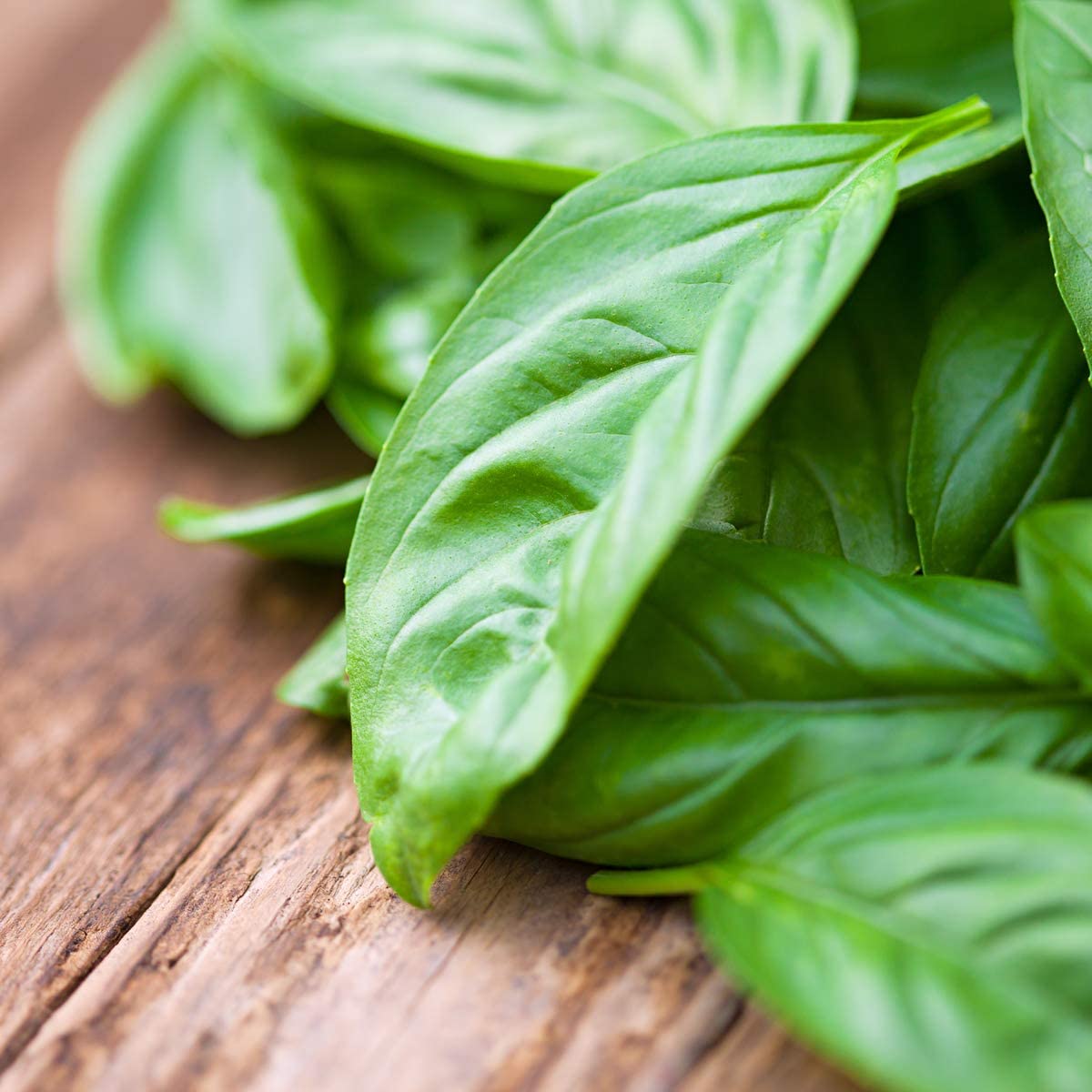 Basil 'Sweet Genovese' - 12 x Seed Pack - AcquaGarden