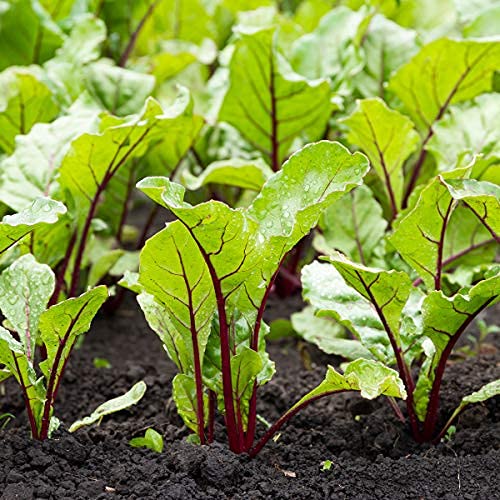 Beetroot 'Boltardy' - 12 x Seed Pack - AcquaGarden