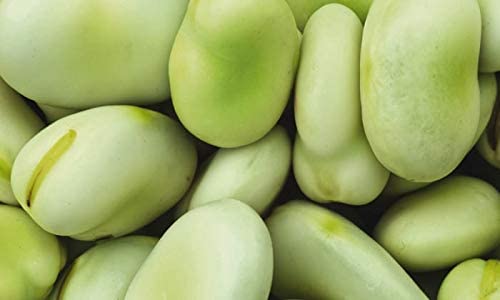 Broad Bean - 12 x Seed Pack - AcquaGarden