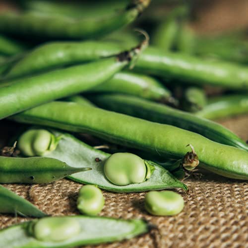 Broad Bean 'Imperial Green Long pod' - 12 x Seed Pack - AcquaGarden