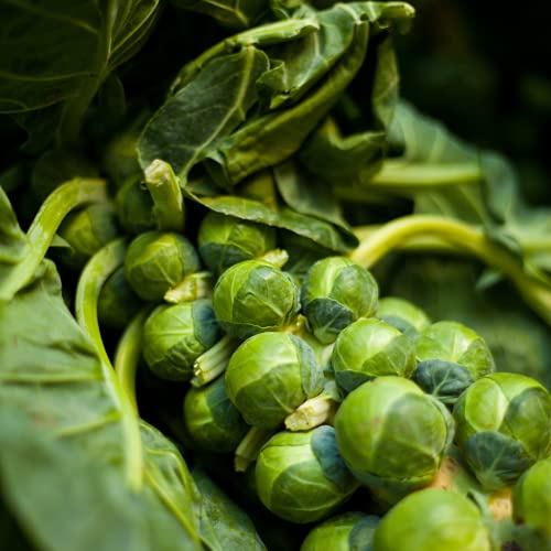 Brussels Sprouts 'Churchill' - 12 x Seed Pack - AcquaGarden