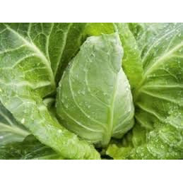 Cabbage Compacta - 12 x Plant Pack - AcquaGarden
