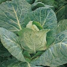 Cabbage 'Compacta' - 12 x Plant Pack - AcquaGarden