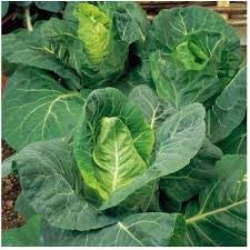 Cabbage 'Duchy' - 12 x Plant Pack - AcquaGarden