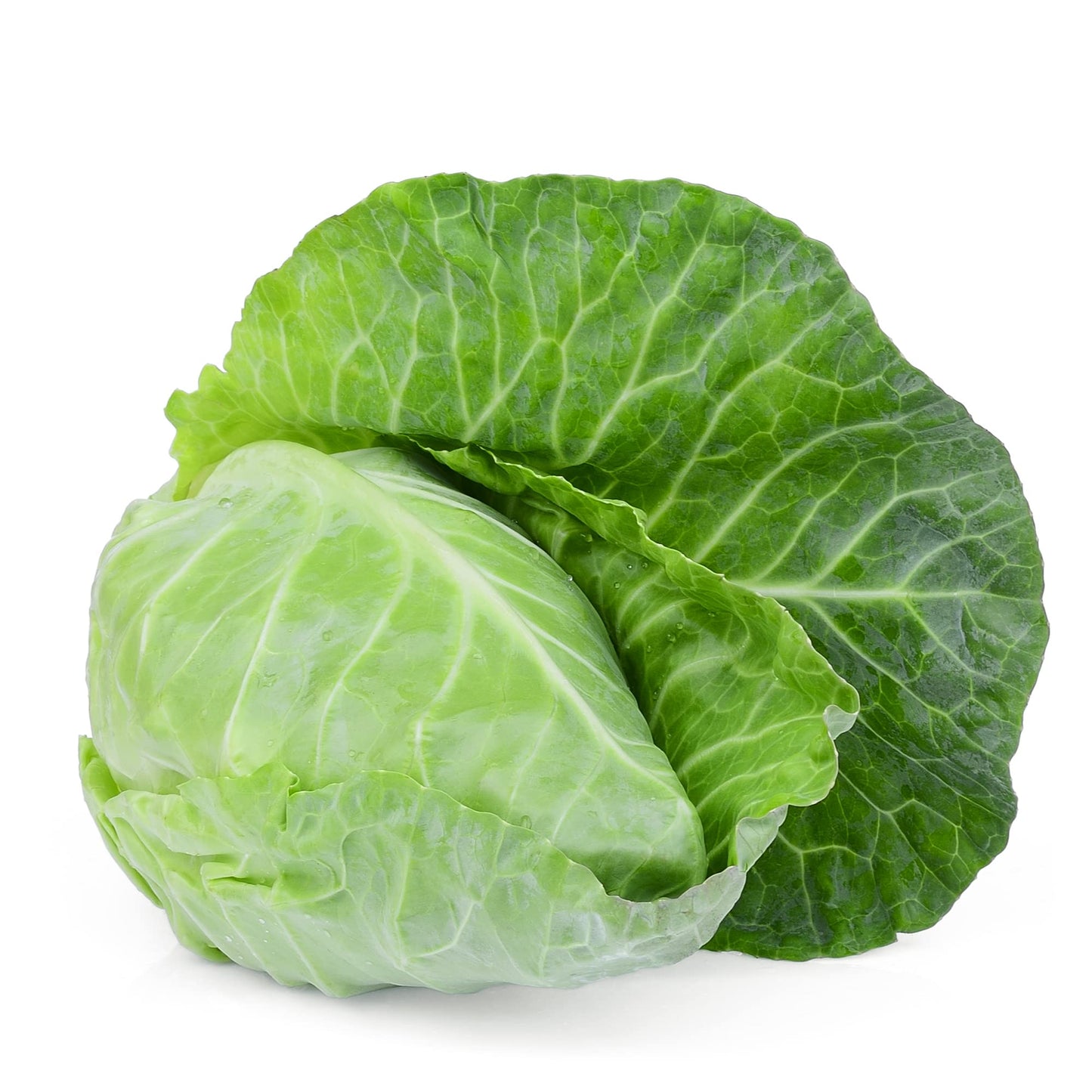 Cabbage 'Spring Duchy' - 12 x Large Plant Pack - AcquaGarden