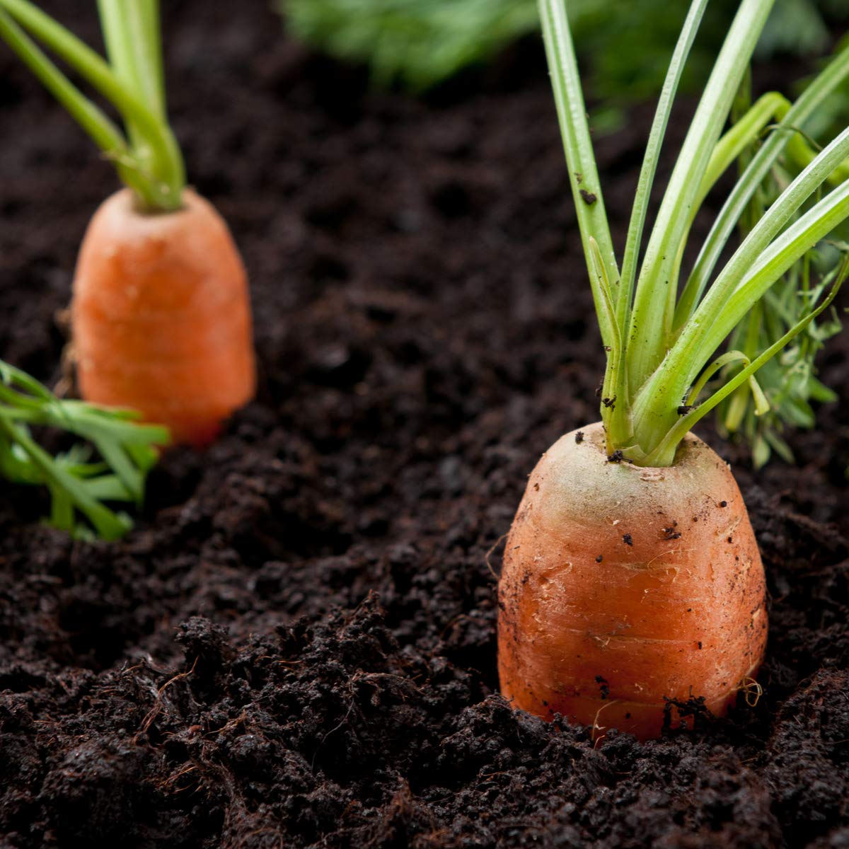 Carrot 'Chantenay' - Full Plant Pack - AcquaGarden