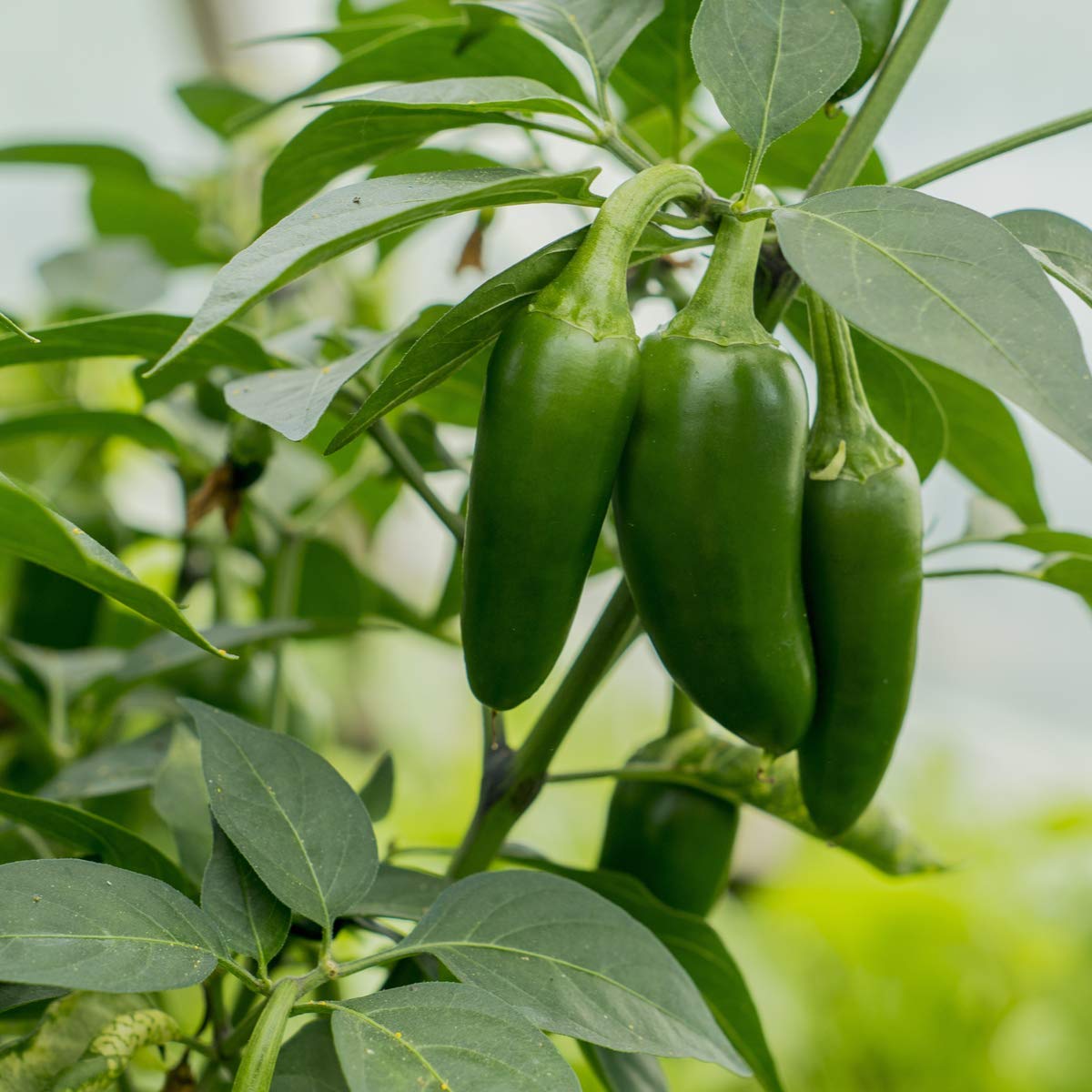 Chilli Pepper Plants - 'Giant Jalapeño' - 18 x Plug Plant Pack - AcquaGarden