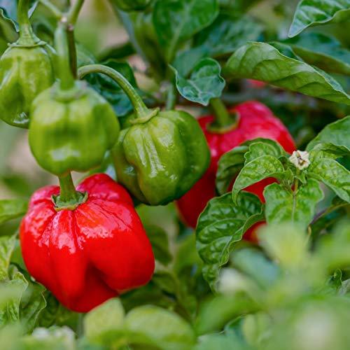 Chilli Pepper 'Scotch Bonnet Red' - 12 x Seed Pack - AcquaGarden