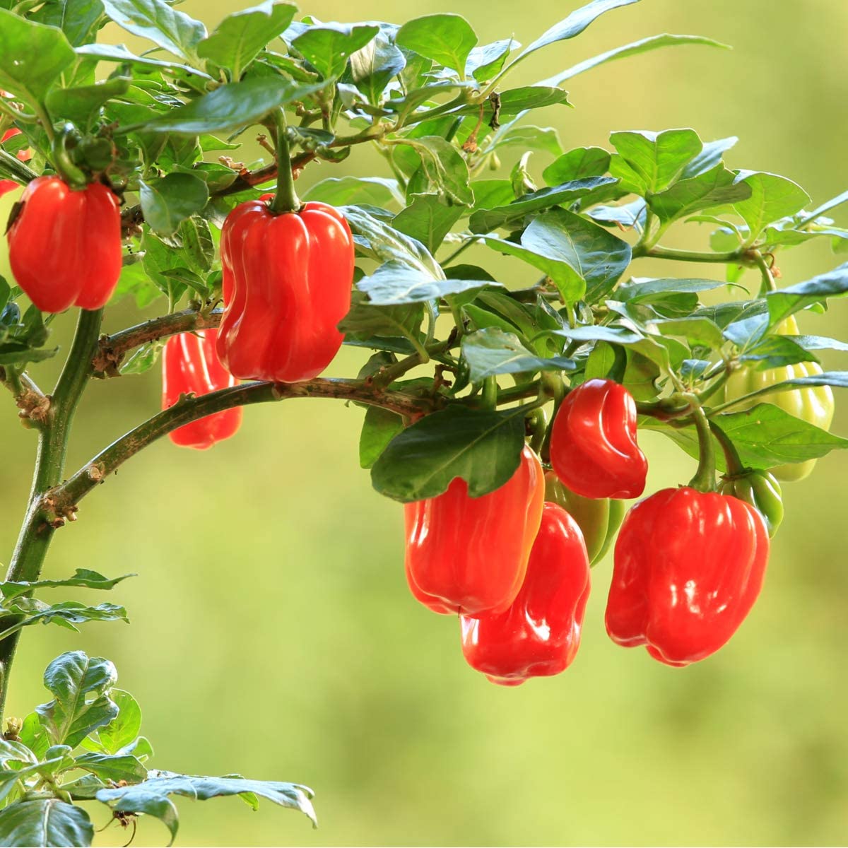 Chilli Pepper 'Scotch Bonnet Red' - 3 x Plant Pack - AcquaGarden