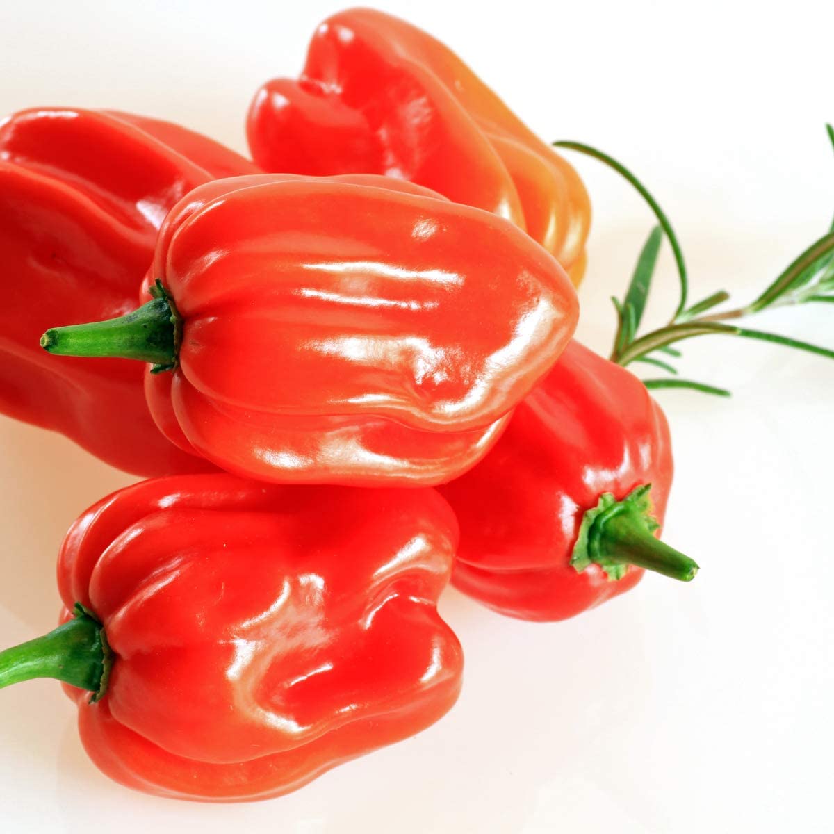 Chilli Pepper Scotch Bonnet Red - 6 x Plug Plants - AcquaGarden