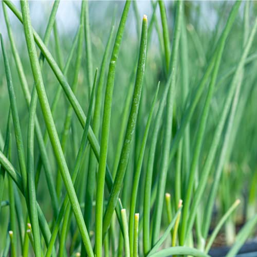 Chives - 12 x Seed Pack - AcquaGarden