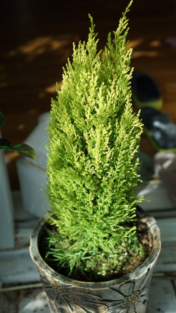 Cypress 'Gold Crest'- 1L Pot - AcquaGarden