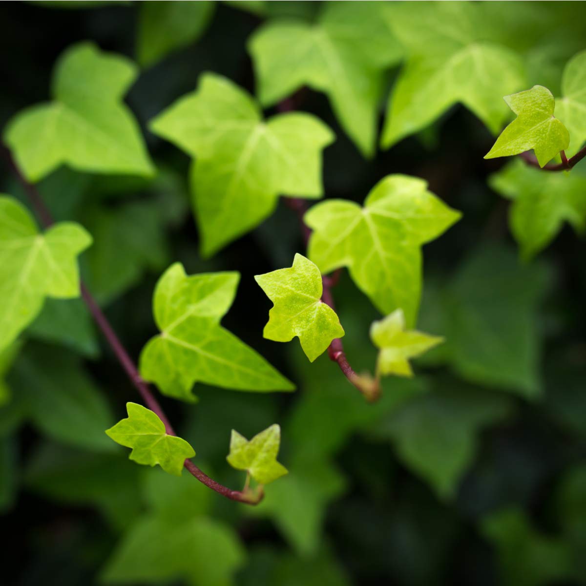 English Ivy 'Hedera' - 3 x Full Plants in 9cm Pots - AcquaGarden