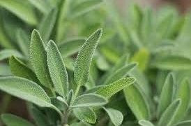 Herb Plants - English Sage - 12 x Plug Plant Pack