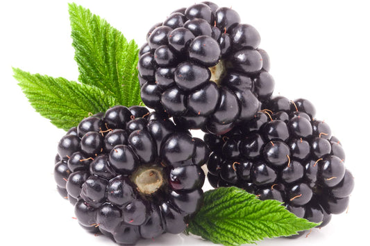 Fruit Plants - BlackBerry - 1 x Full Plant in a 3 Litre Pot - AcquaGarden