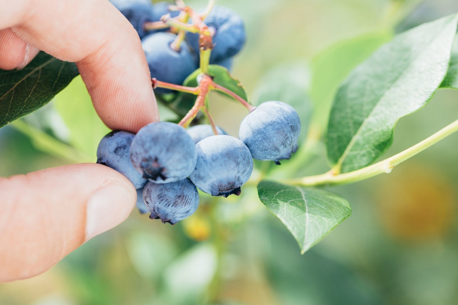 Fruit Plants - Blueberry 'Sunshine Blue' - 2 x Large Plants in 9cm Pots - AcquaGarden