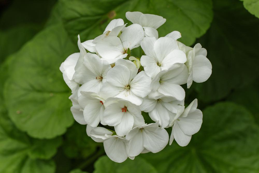 Geranium White - 12 x Plant Pack - AcquaGarden