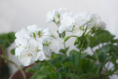 Geranium White - 12 x Plant Pack - AcquaGarden