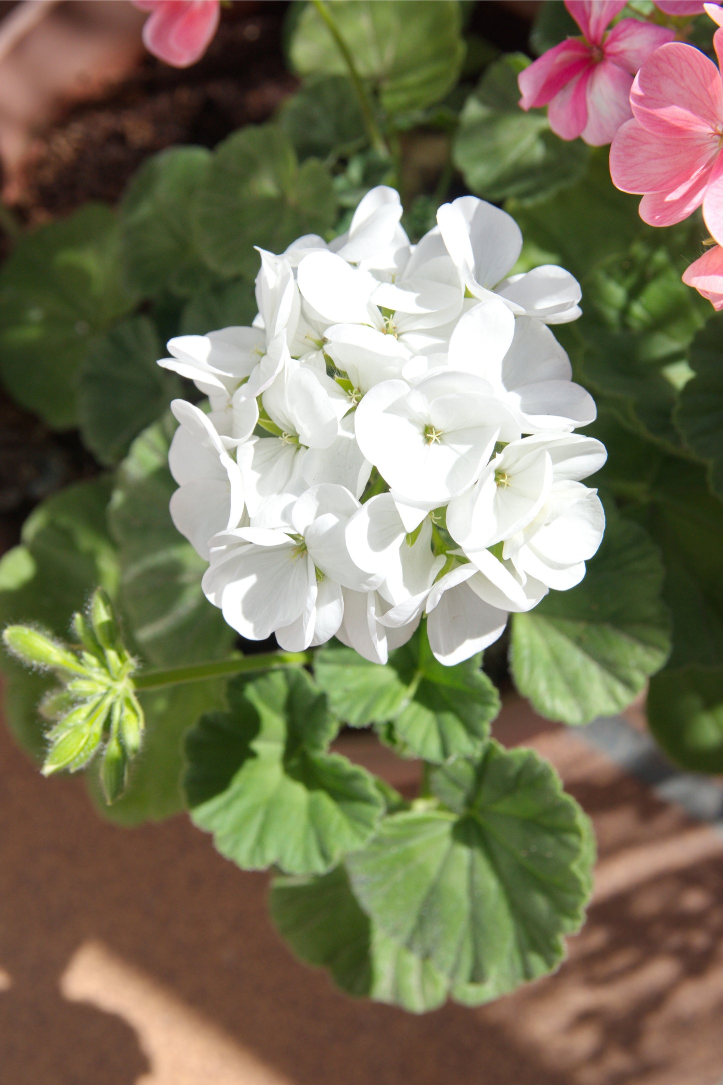 Geranium 'White' - 20 x Full Plant Pack