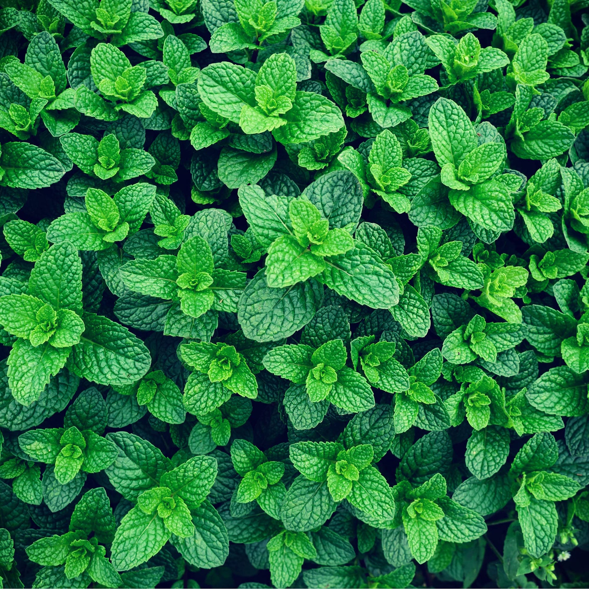 Herb Plants - Garden Mint - 3 x Full Plants in 9cm Pots - AcquaGarden