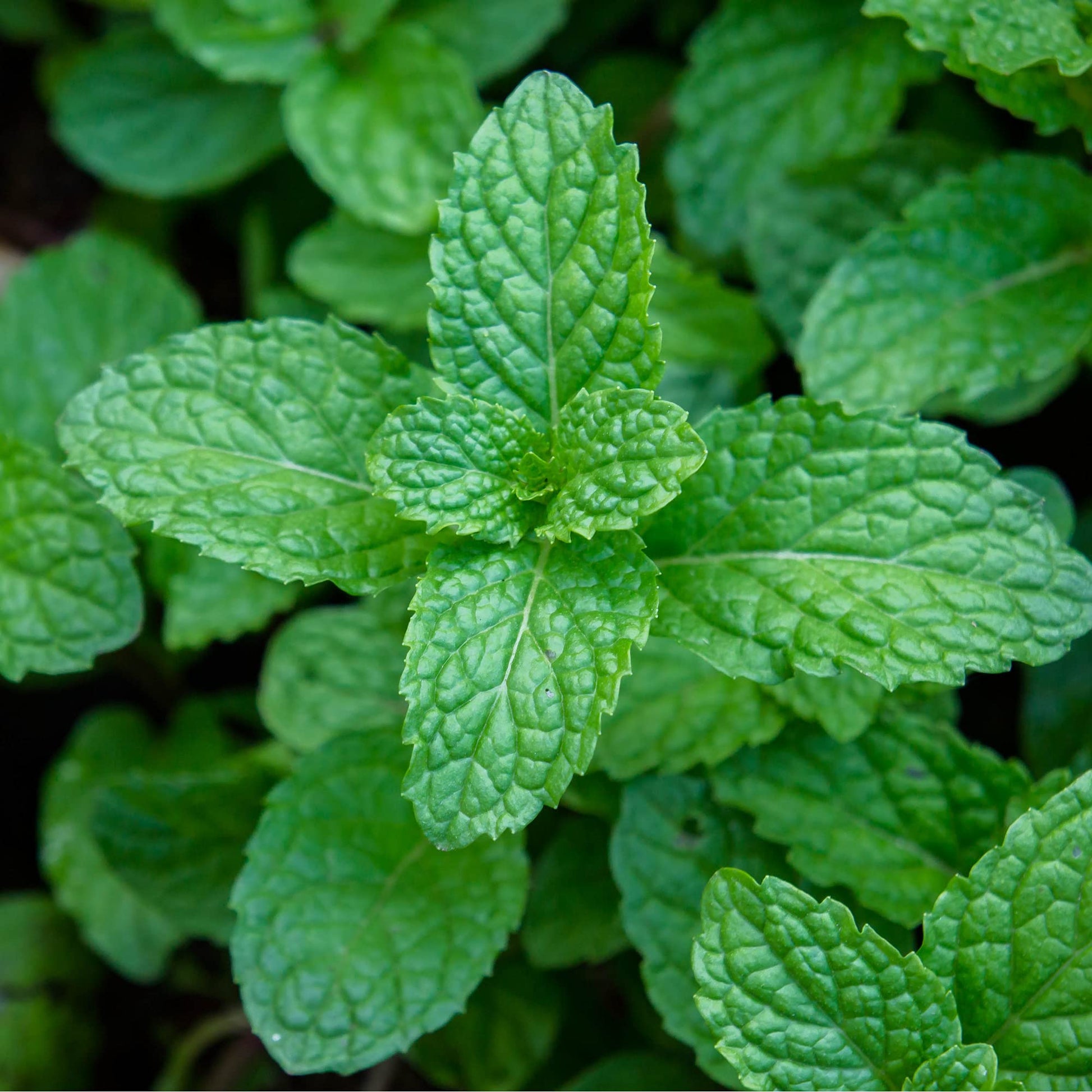 Herb Plants - Garden Mint - 3 x Full Plants in 9cm Pots - AcquaGarden