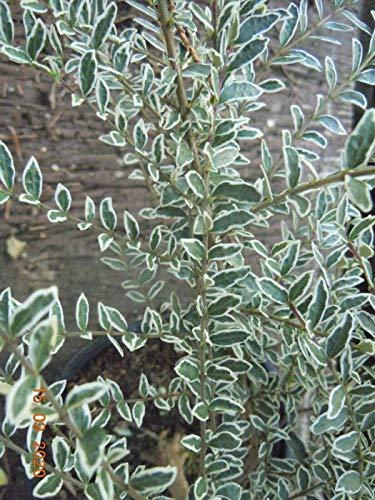 'Honeysuckle' - Lonicera 'Silver Beauty' - 1 Litre Pot Plant - AcquaGarden