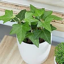 Ivy - 2 x Full Plants in 9cm Pots - AcquaGarden