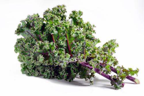 Kale 'Red Russian' - 18 x Plug Plant Pack - AcquaGarden
