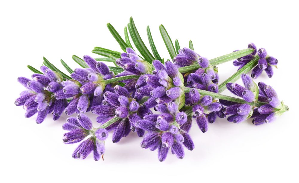 Lavender - 3 x Full Plants in 9cm Pots - AcquaGarden