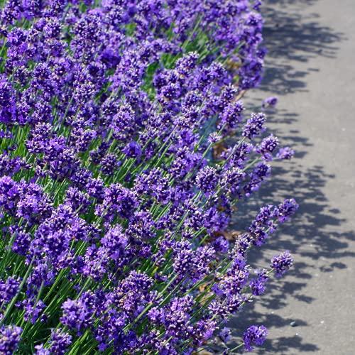Lavender Plants 'Hidcote' - 2 x Full Plants in 9cm Pots - AcquaGarden