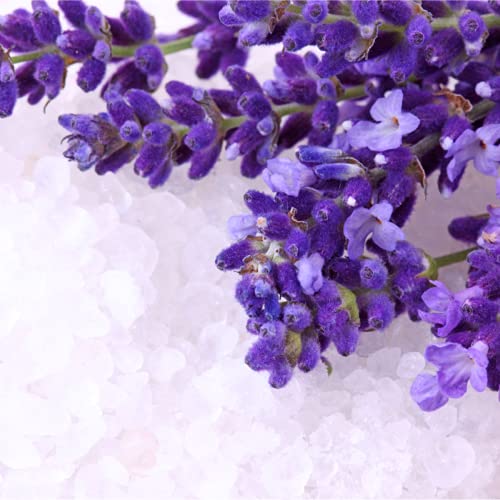 Lavender Plants - 'Hidcote' - 3 x Full Plant Pack - AcquaGarden