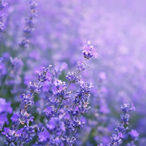 Lavender Plants - 'Hidcote' - 3 x Full Plant Pack - AcquaGarden