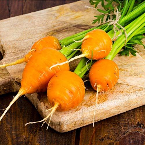 Leek, Brussels Sprout and Carrot - Vegetable Plant Collection- 18 x Plug Plant Pack - AcquaGarden