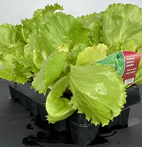Lettuce 'Iceberg' - 12 x Plant Pack - AcquaGarden