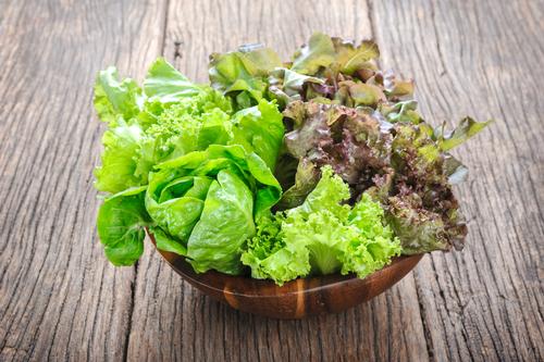 Lettuce 'Lollo Rosso' - 6 x Plant Pack - AcquaGarden