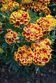Marigold 'Durango Bee' - 20 x Plant Pack - AcquaGarden