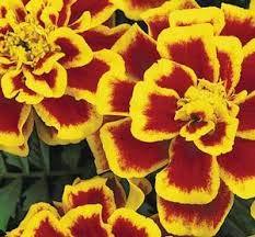 Marigold 'Durango Bee' - 20 x Plant Pack - AcquaGarden