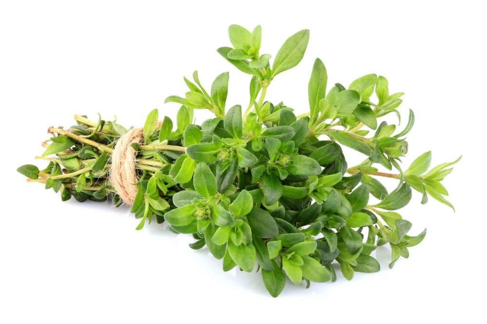 Mixed Herb Selection - Basil, Thyme and Rosemary - 6 x Plug Plant Pack - AcquaGarden
