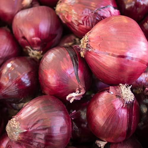Onion 'Nigra' - 12 x Seed Pack - AcquaGarden